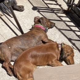 Dachshunds from Adorable Mini Dachshund Breeder