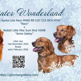 Golden Retriever puppies from Glenmac Goldens