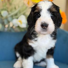 Golf - Tri-color male Bernedoodle puppy in Yuciapa, California from AlltheDoodlez_