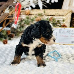 Light blue girl - Tri-color female Bernedoodle puppy in Waukesha, Wisconsin from Bernedoodle Boutique (and Cavapoos)