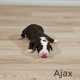 Ajax - Brown male Bernedoodle puppy in Guthrie, Oklahoma from Edmond Doodles, LLC