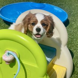 Happy - Blenheim male Cavalier King Charles Spaniel puppy in Mt. Ulla, North Carolina from Divine Cavaliers