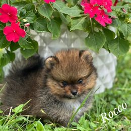 Pomeranian Puppies from petticoatpoms