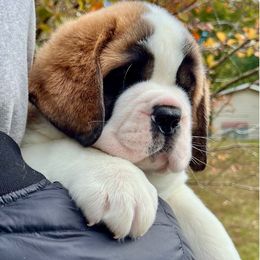 Light Yellow Collar - Orange and white male Saint Bernard puppy in Double Springs, Alabama from St Bernard Kingdom, LLC