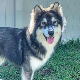 Siberian Huskies from Fast.N.Furriest Huskies