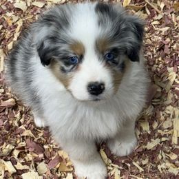 BMF3 - Australian Shepherd puppy from Lone Willow Aussies