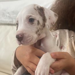 Cookie - Harlequin female Great Dane puppy in Florida from Beachside Kennels