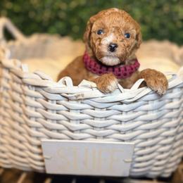 Sailor - Red  female Goldendoodle puppy in Cocoa, Florida from The Beach Doodles