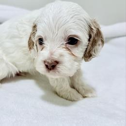 King of Hearts - Red and white male Cockapoo puppy in Advance, North Carolina from Rome & Reign Farm
