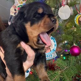 Axel - Black and mahogany male Rottweiler puppy in Grass Valley, California from Rottweiler vom Hause Wolf