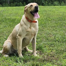 Lala - Labrador Retriever