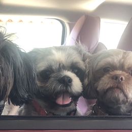 Shih Tzu All Grown Up from Jeanniebelle’s Sweet Shih Tzus