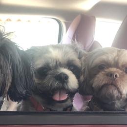 Shih Tzu All Grown Up from Jeanniebelle’s Sweet Shih Tzus