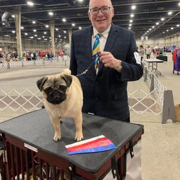 Pug All Grown Up from Ivyside Pugs
