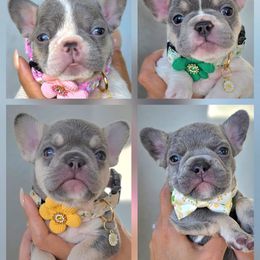 French Bulldog Puppies from Namaste Frenchies
