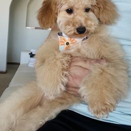 Miu Miu - Poodle