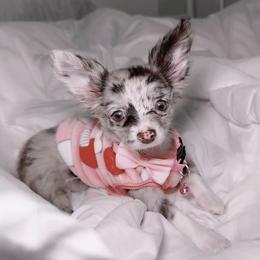 Chihuahua Puppies from Petite Pups LLC