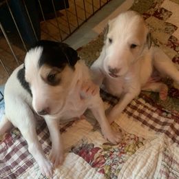 Borzoi Puppies from Marian Broadhurst