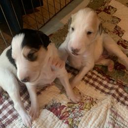 Borzoi Puppies from Marian Broadhurst