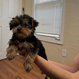 Girl 3 - Black and tan female Yorkshire Terrier puppy in Brackenridge, Pennsylvania from Russell Puppies