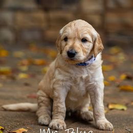 Golden Retriever and Goldendoodle Puppies from Golden Honey
