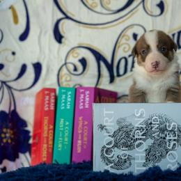 Border Collie, Papillon, Sporty Mix, and Whippet Puppies from Old Hemp Border Collies / Open Horizon Sport Dogs