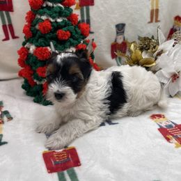AKC - Ellie 3500 - Black tan and white female Biewer Terrier puppy in Douglas, Georgia from Heartland small breeds