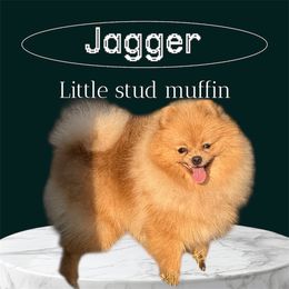Jagger - Pomeranian