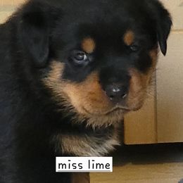 Girl 3 - Black and mahogany female Rottweiler puppy in Snohomish, Washington from Sky Valley Rottweilers