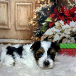 AKC Bandit 3300 - Black tan and white male Biewer Terrier puppy in Nicholls, Georgia from Southeast Biewers