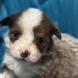 Mr Bo Jangles - Blue male Pembroke Welsh Corgi puppy in Nortonville, Kansas from Low Riders Corgis & Mini Aussies