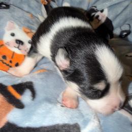 Leonard - Black and white male Pomsky puppy in Cumberland County, Pennsylvania from M&L Pomskies