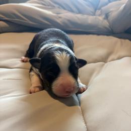Sierra - Black tri female Miniature Australian Shepherd puppy in Weatherford, Texas from F & T Aussies