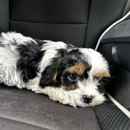 Cavapoo, Cockapoo, Goldendoodle, and Poodle Puppies from Lipscomb Doodles