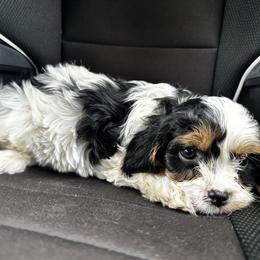 Cavapoo, Cockapoo, Goldendoodle, and Poodle Puppies from Lipscomb Doodles