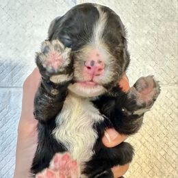Black and White Bicolor - Black and white male Bernedoodle puppy in Brooksville, Florida from Kruger Doodles