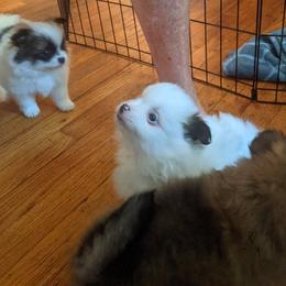 Pomeranians from Mary Lemmer's Pomeranians