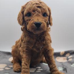 Snowball - Red  male Poodle puppy in Kannapolis, North Carolina from Carolina Great Danes & Toy Poodles