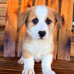 Cabo - Sable male Pembroke Welsh Corgi puppy in El Dorado Springs, Missouri from Trixie Dixie