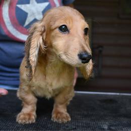 Copper - Red male Dachshund puppy in Huntingdon, Pennsylvania from Leila Ferrucci