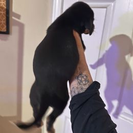 Chihuahua and Dachshund Puppies from Wienie_gang