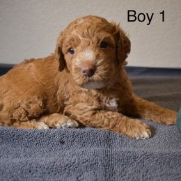 Boy One - Apricot male Goldendoodle puppy in Colorado Springs, Colorado from Pikes Peak Doodles