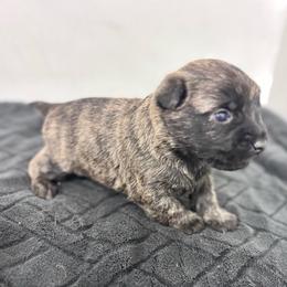 Paul - Brindle male Cairn Terrier puppy in Mountain Grove, Missouri from CreekTop