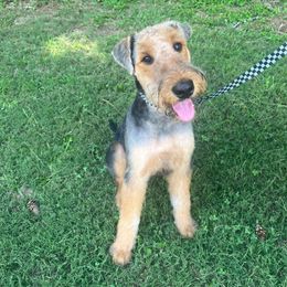 Airedale Terrier Puppies from Cool Hand Luke Kennels