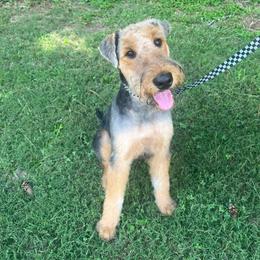 Airedale Terrier Puppies from Cool Hand Luke Kennels