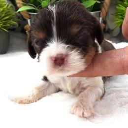 Chcolate - Chocolate male Cavalier King Charles Spaniel puppy in Yuciapa, California from AlltheDoodlez_