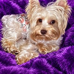 Cashmere - Yorkshire Terrier