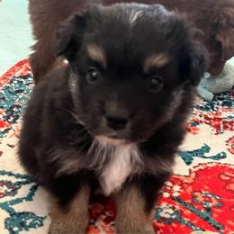 Landó - Black tri male Miniature Australian Shepherd puppy in Denair, California from CenCal Mini Aussies