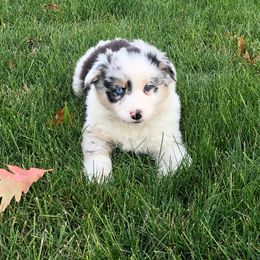 Australian Shepherd Puppies from Pilcher Farms