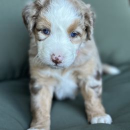 Sally - Red merle female Aussiedoodle puppy in York, Pennsylvania from Loving Puppy Paws Kennel